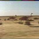 Still frame from Oxide St Junction: emus running along the fence. Still frame from Oxide St Junction: emus running along the fence.