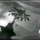 The bonsai tree that was the focus of teh works in Brett Whitely's room at the Yellow House. Frame from Akia Ghost Poems. The bonsai tree that was the focus of teh works in Brett Whitely's room at the Yellow House. Frame from Akia Ghost Poems.