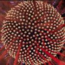 Solitary Hydroid from Turbulence, Solitary Hydroid from Turbulence,