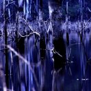 Articulated Silences, Articulated Silences,