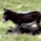 a lamellophone for The Donkey's Tail, a lamellophone for The Donkey's Tail,