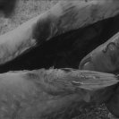 Still from Solace in Black Sun, Debra Petrovitch, 2009 Still from Solace in Black Sun, Debra Petrovitch, 2009