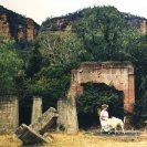 Strange Land 7, C-type photograph on alluminium, 75cm x 56cm, 2010